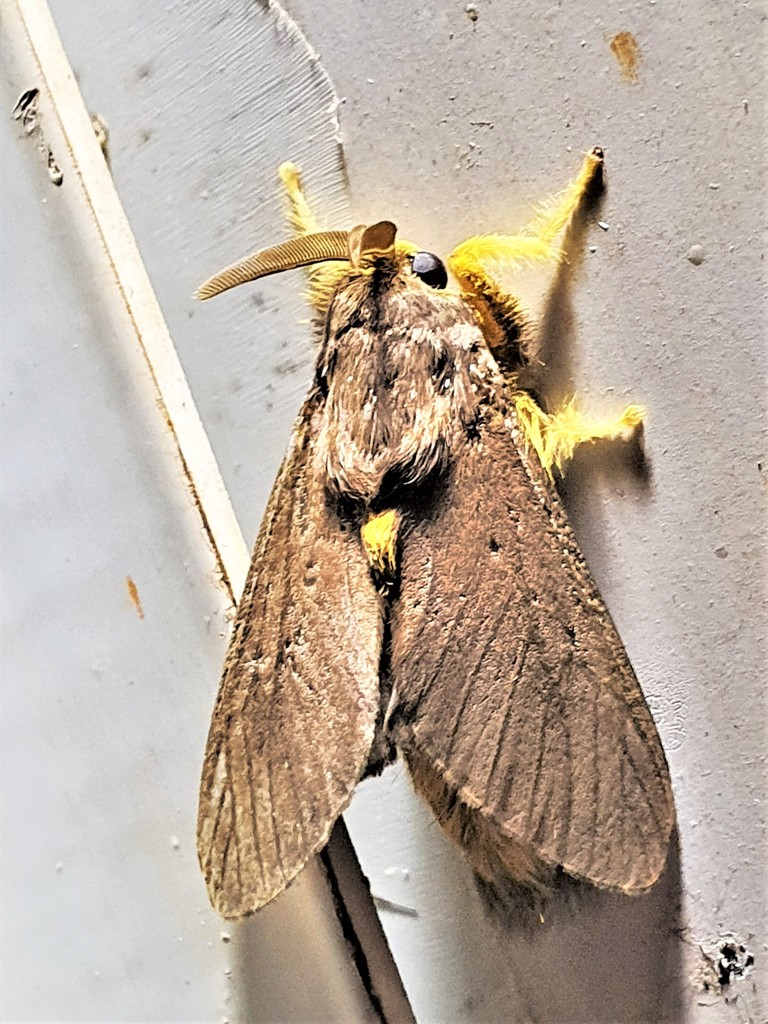 Thoscora brugea