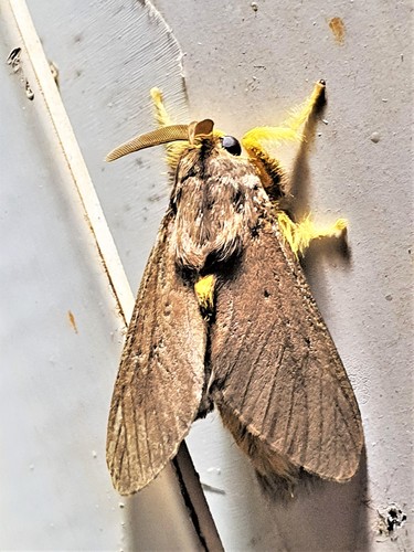 Thoscora brugea