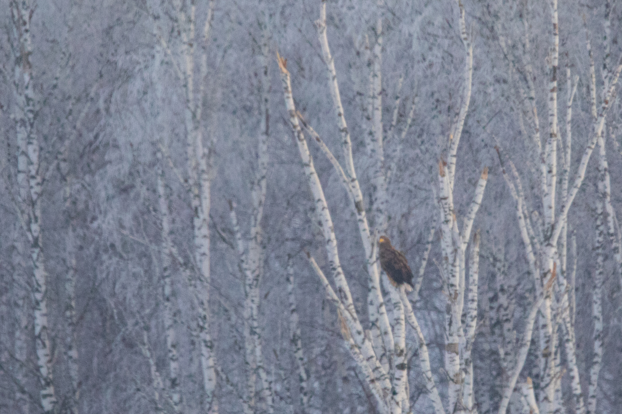 White-tailed Eagle (Haliaeetus albicilla), photo 9