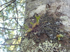 Bulbophyllum tuberculatum
