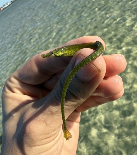 Gulf pipefish (Syngnathus scovelli) — Syngnathidae — 2