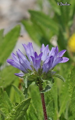 Campanula lingulata
