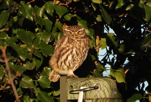 Mochuelo europeo (Athene noctua)