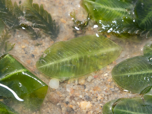 Halophila major iNat (2)