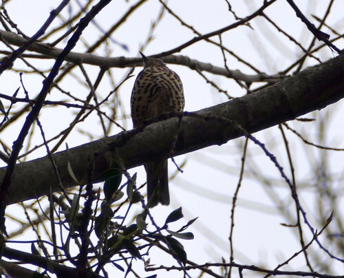Mistle Thrush (Turdus viscivorus), photo 6