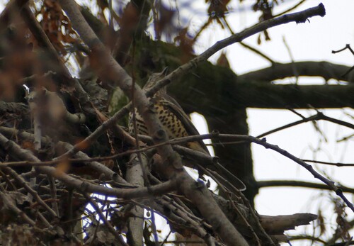 Mistle Thrush (Turdus viscivorus), photo 5