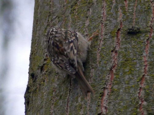 Short-toed Treecreeper (Certhia brachydactyla)