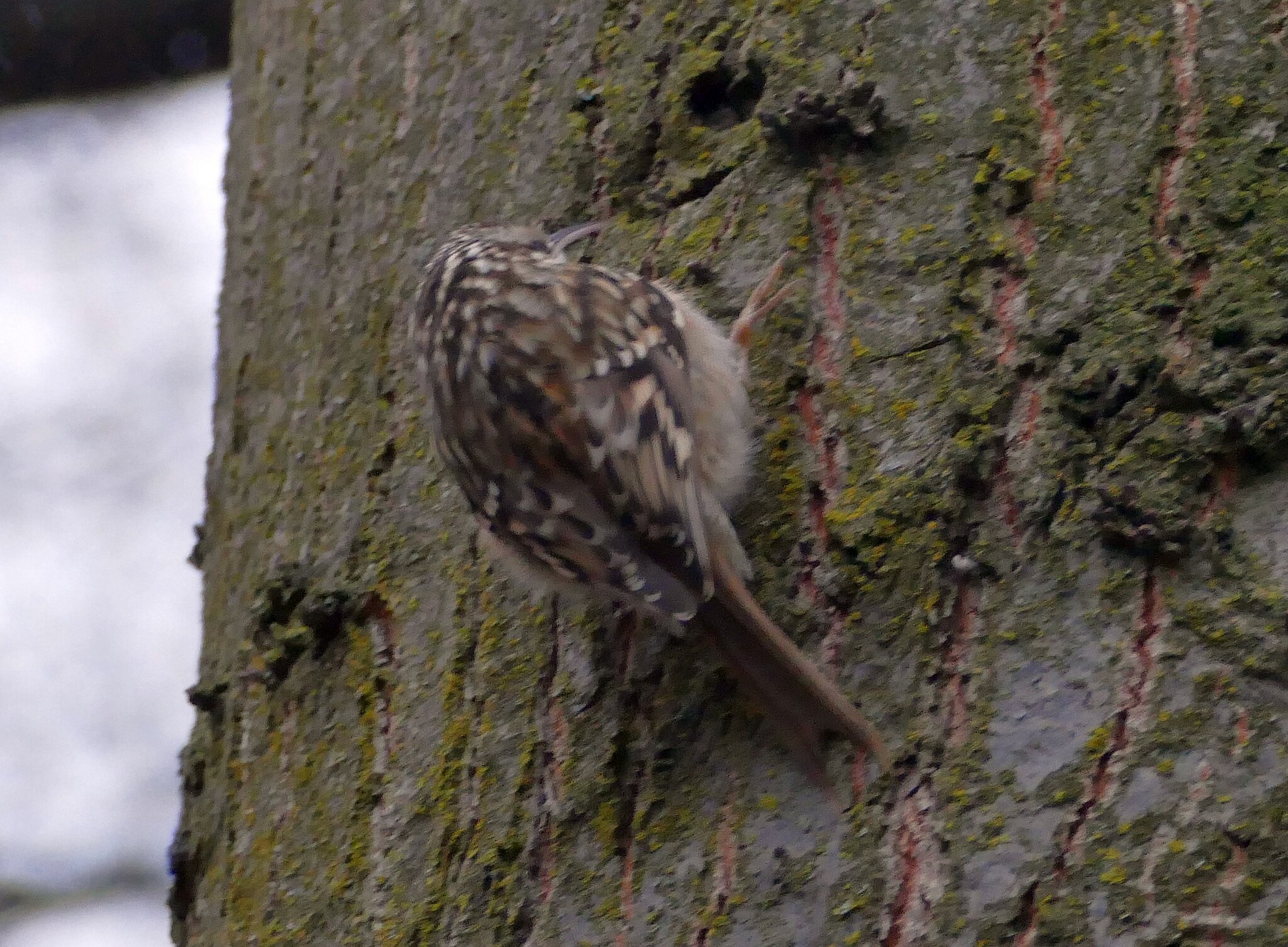 Short-toed Treecreeper (Certhia brachydactyla), photo 2