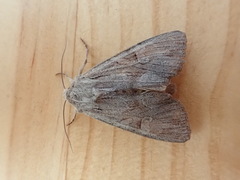 Apamea acera