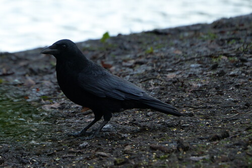 Carrion Crow (Corvus corone), photo 6