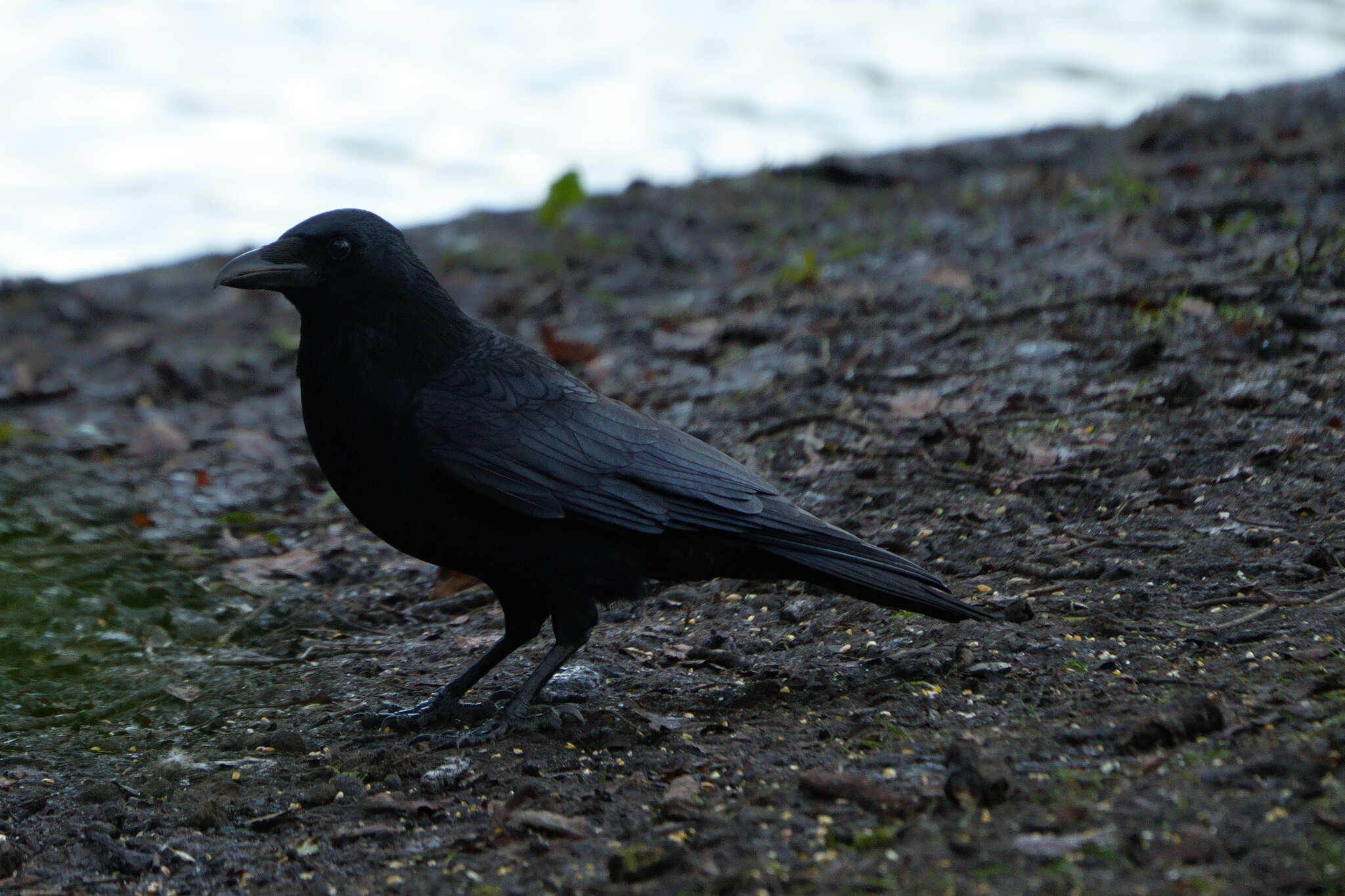 Carrion Crow (Corvus corone), photo 6