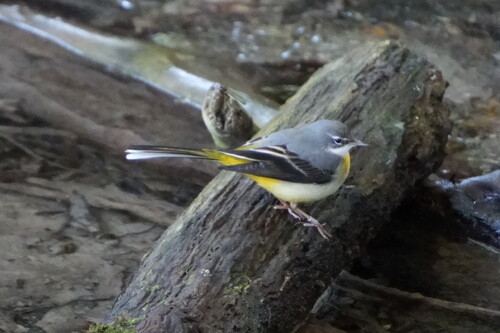 Grey Wagtail (Motacilla cinerea)