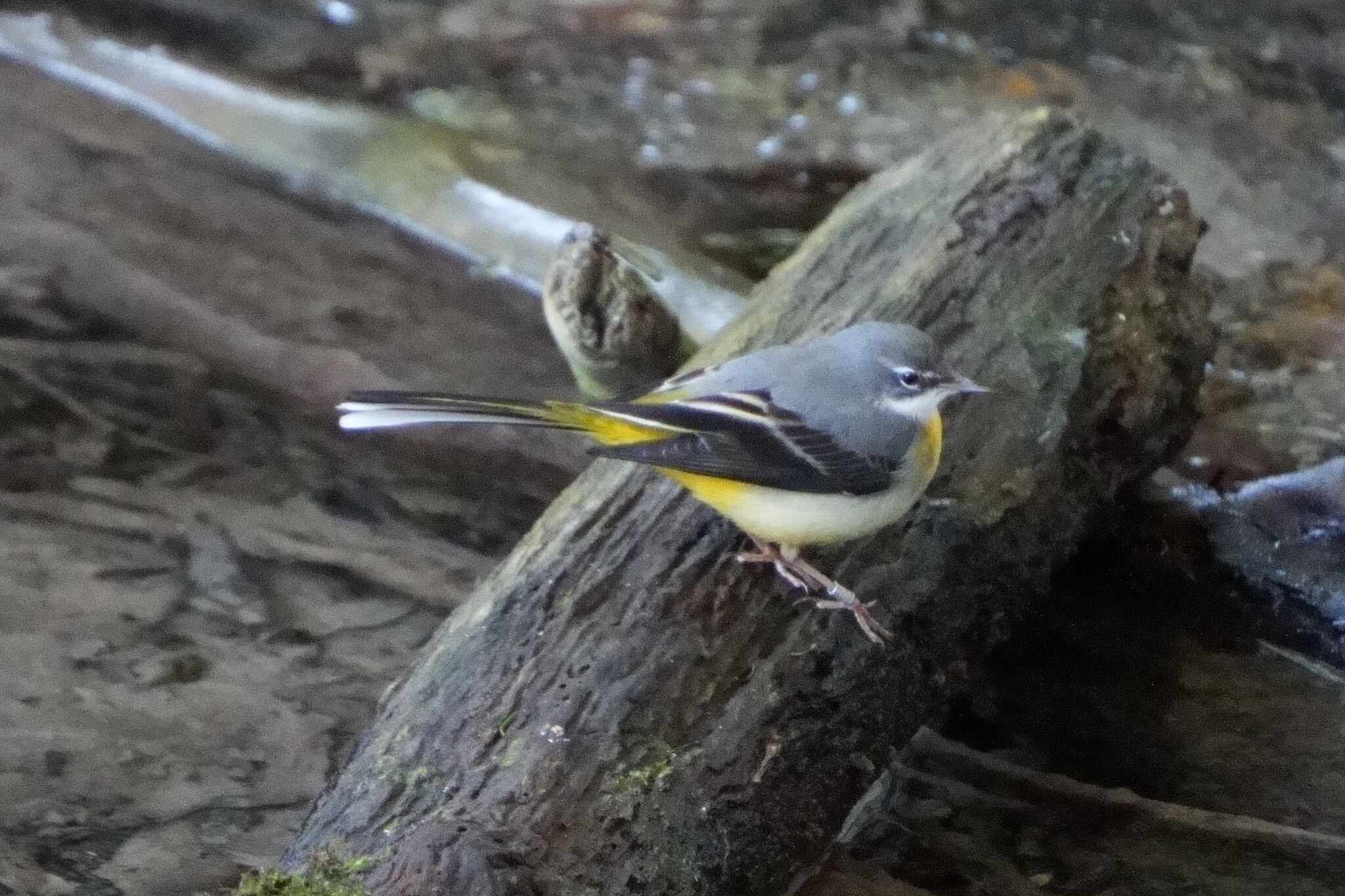 Grey Wagtail (Motacilla cinerea), photo 1
