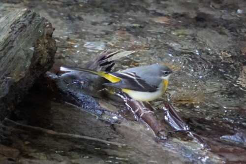 Grey Wagtail (Motacilla cinerea), photo 2