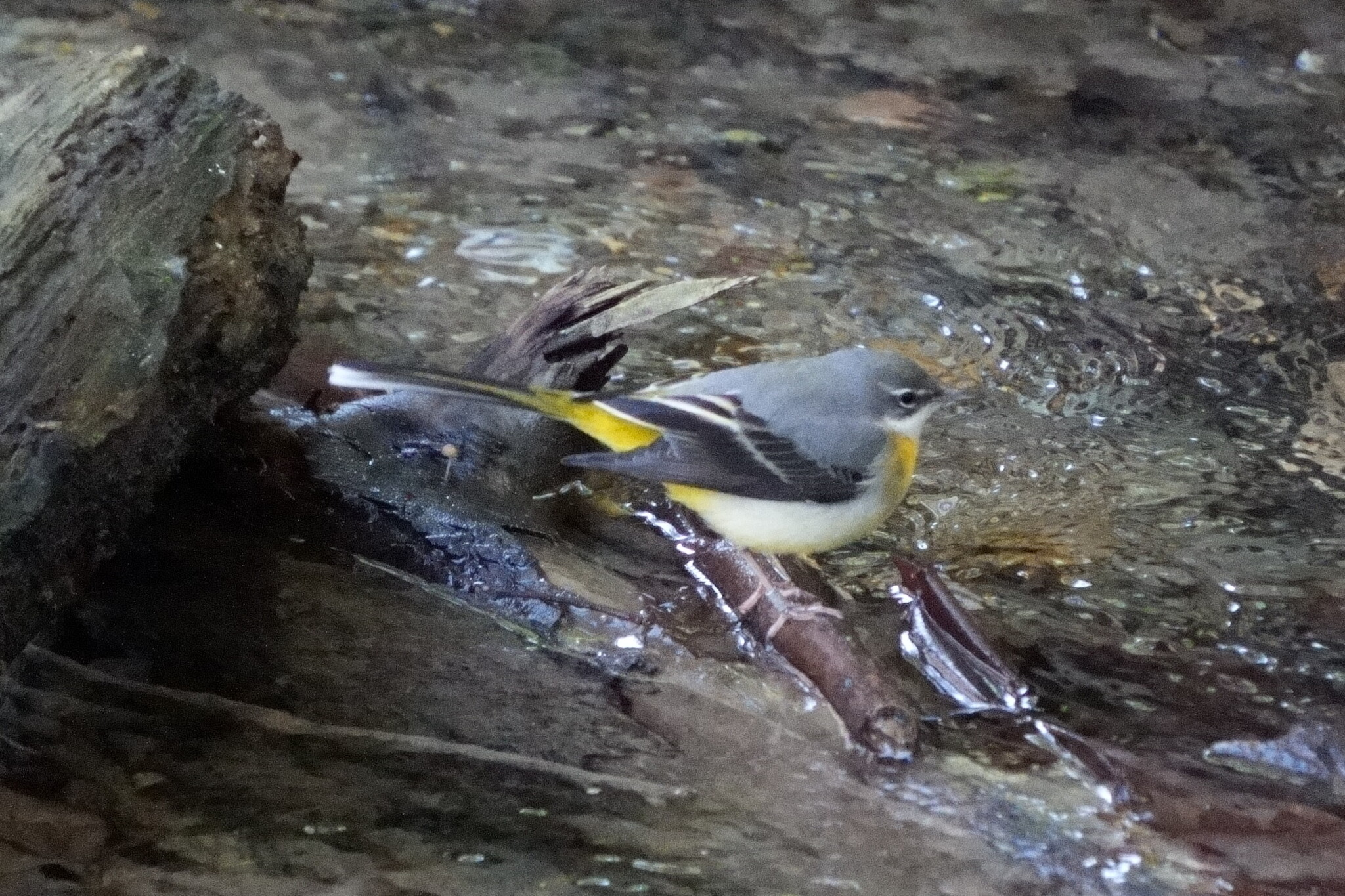 Grey Wagtail (Motacilla cinerea), photo 2
