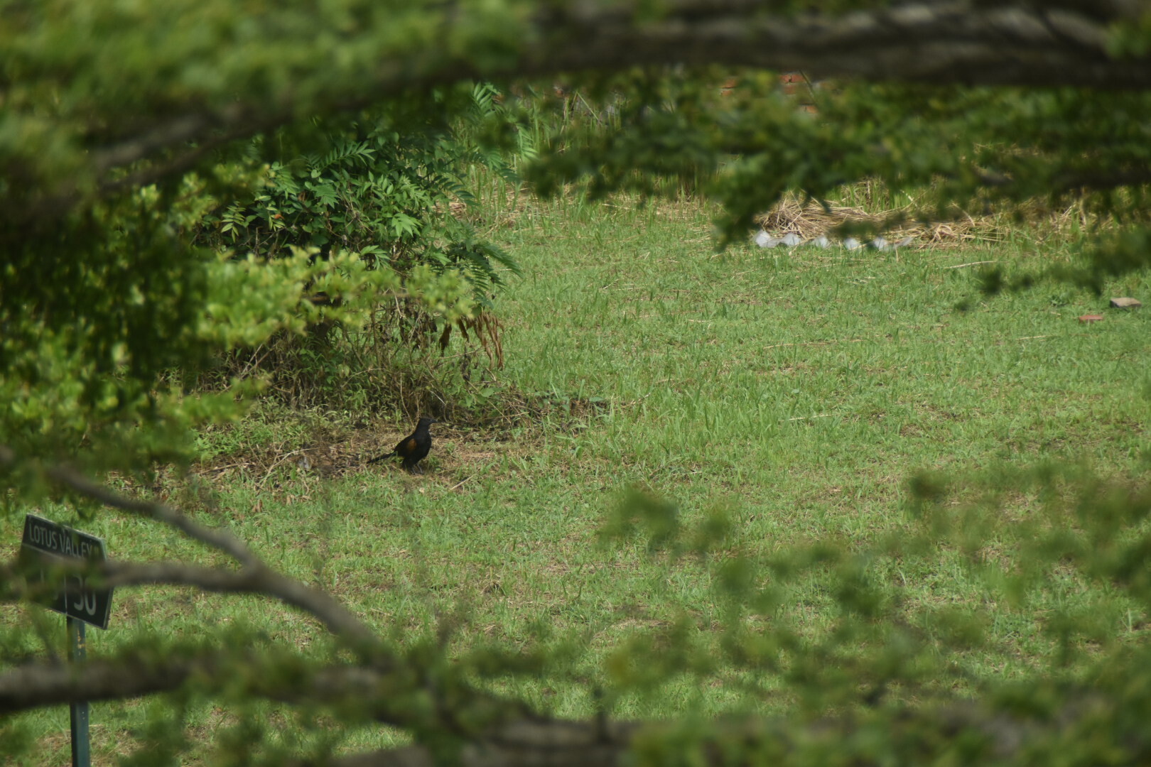 Sunda Coucal (Centropus nigrorufus), photo 1