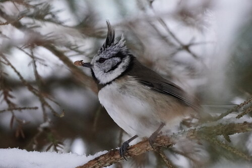 Crested Tit (Lophophanes cristatus), photo 6