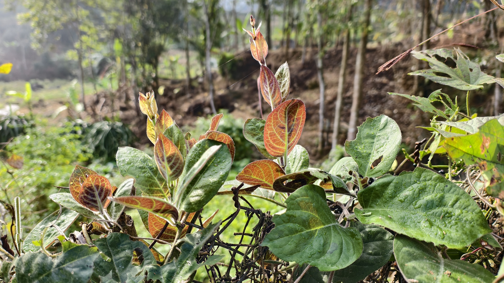 Paederia lanuginosa (Paederia lanuginosa)