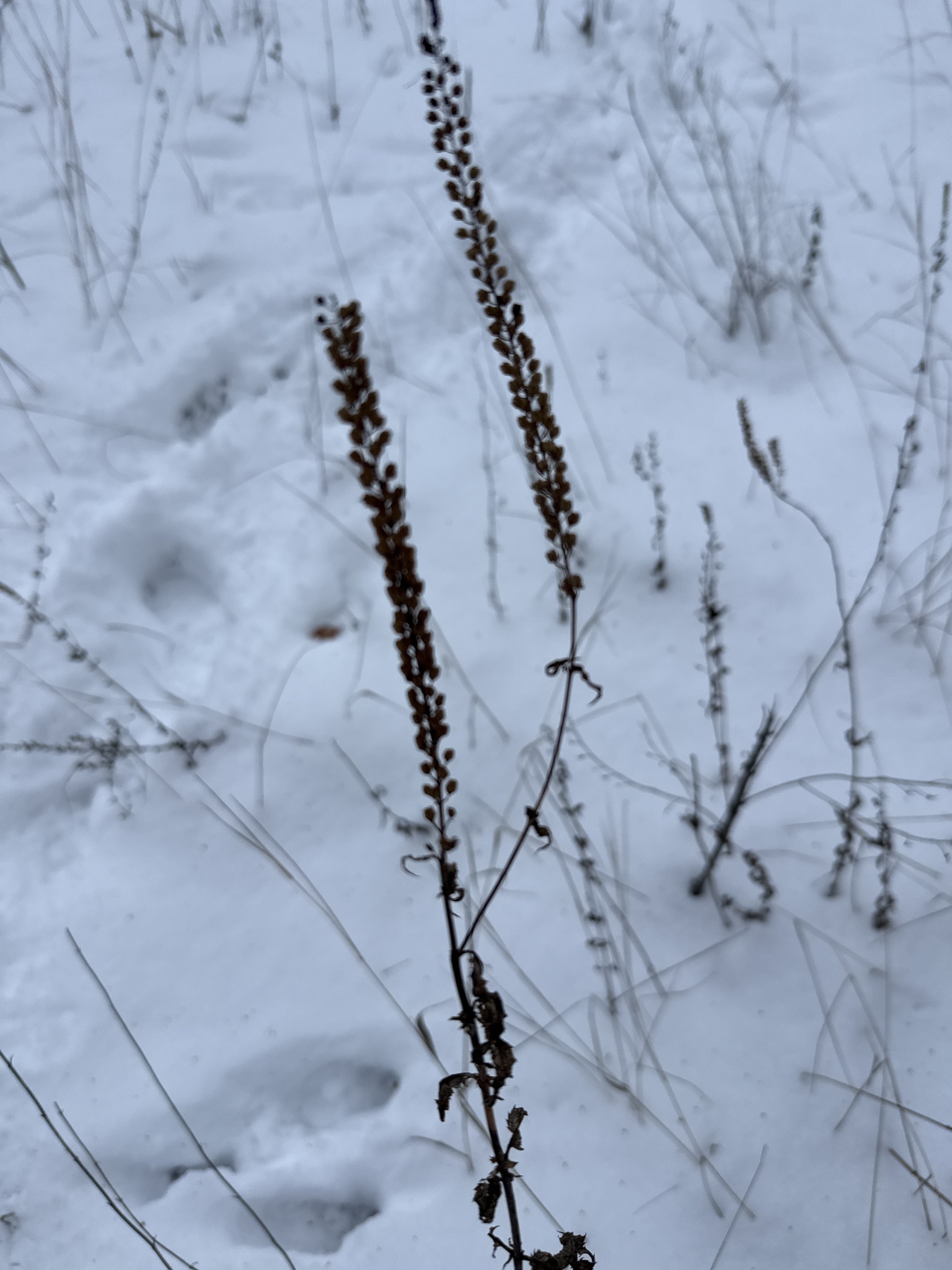 Rozrazil Skyler Pink — foto