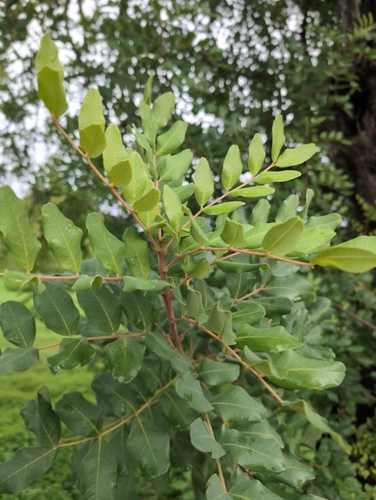 Carob