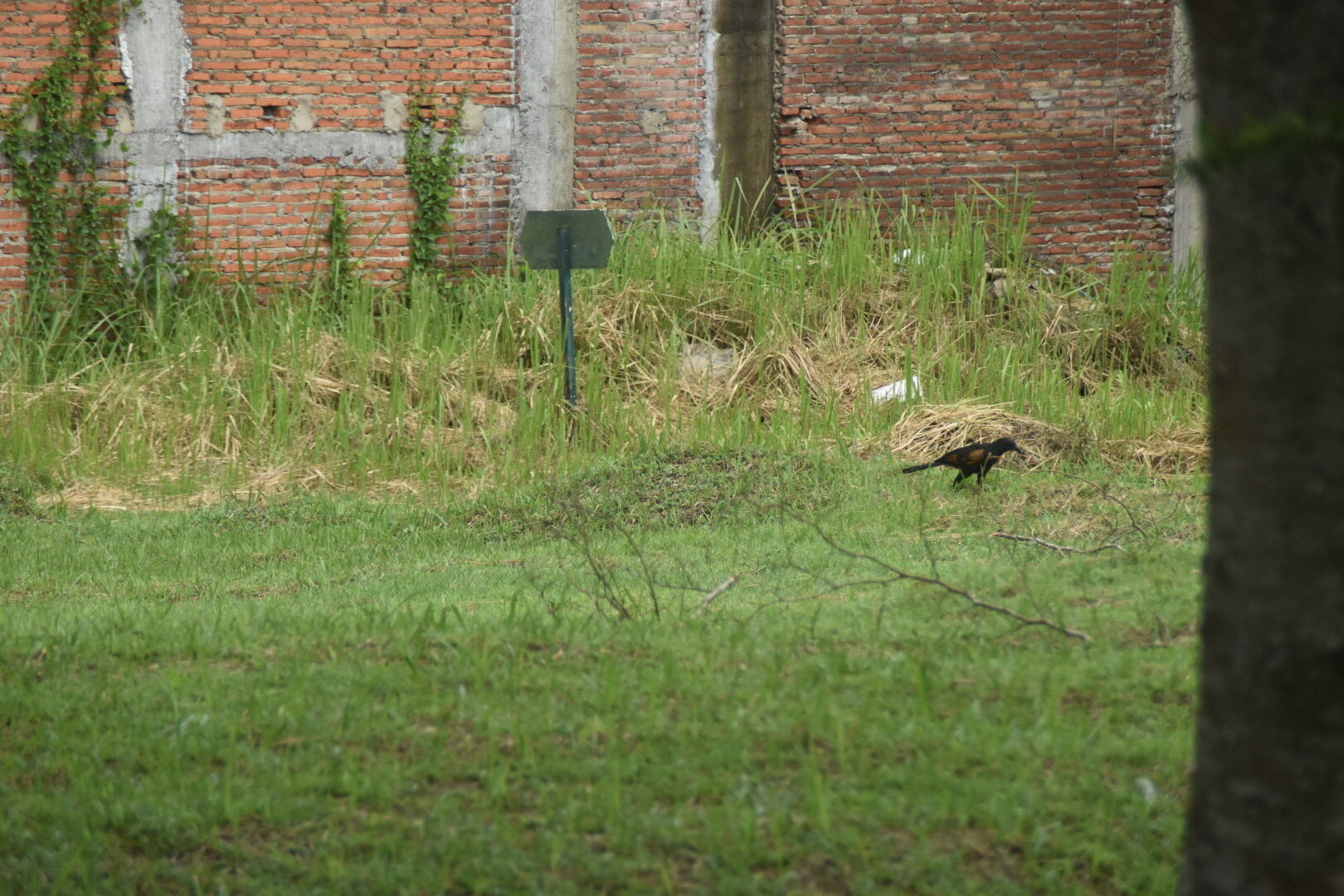 Sunda Coucal (Centropus nigrorufus), photo 2