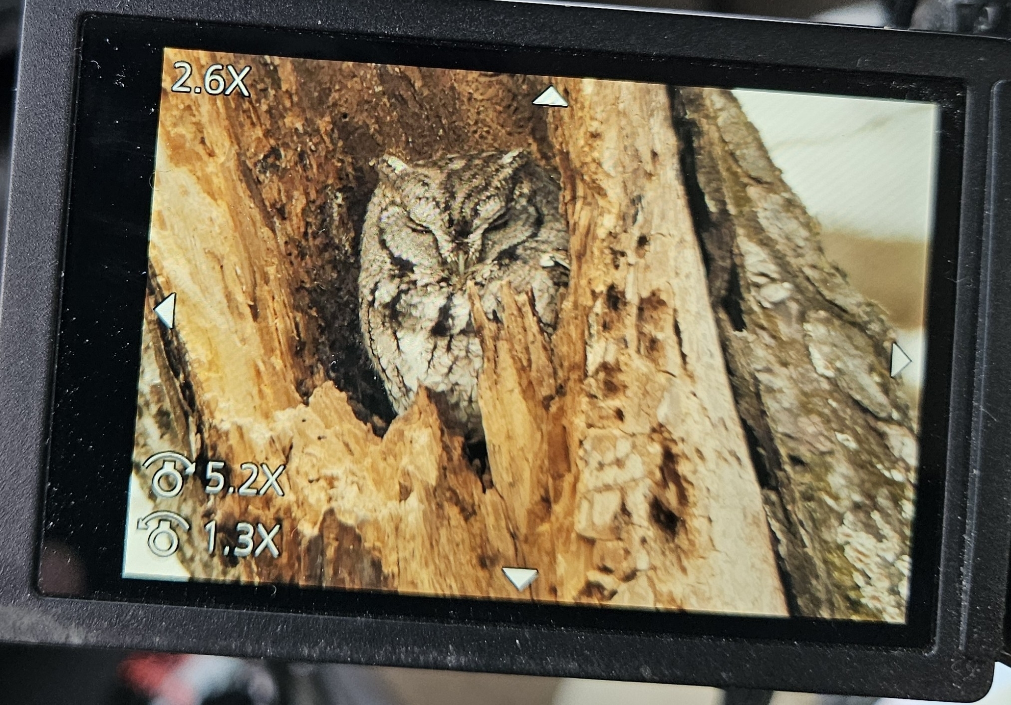 Eastern Screech Owl (Megascops asio), photo 1
