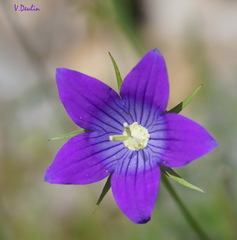 Campanula ramosissima