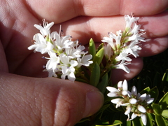 Veronica brachysiphon