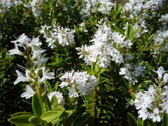 Veronica brachysiphon