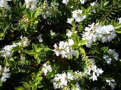 Veronica brachysiphon