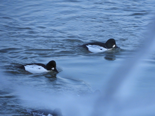 Common Goldeneye (Bucephala clangula), photo 9