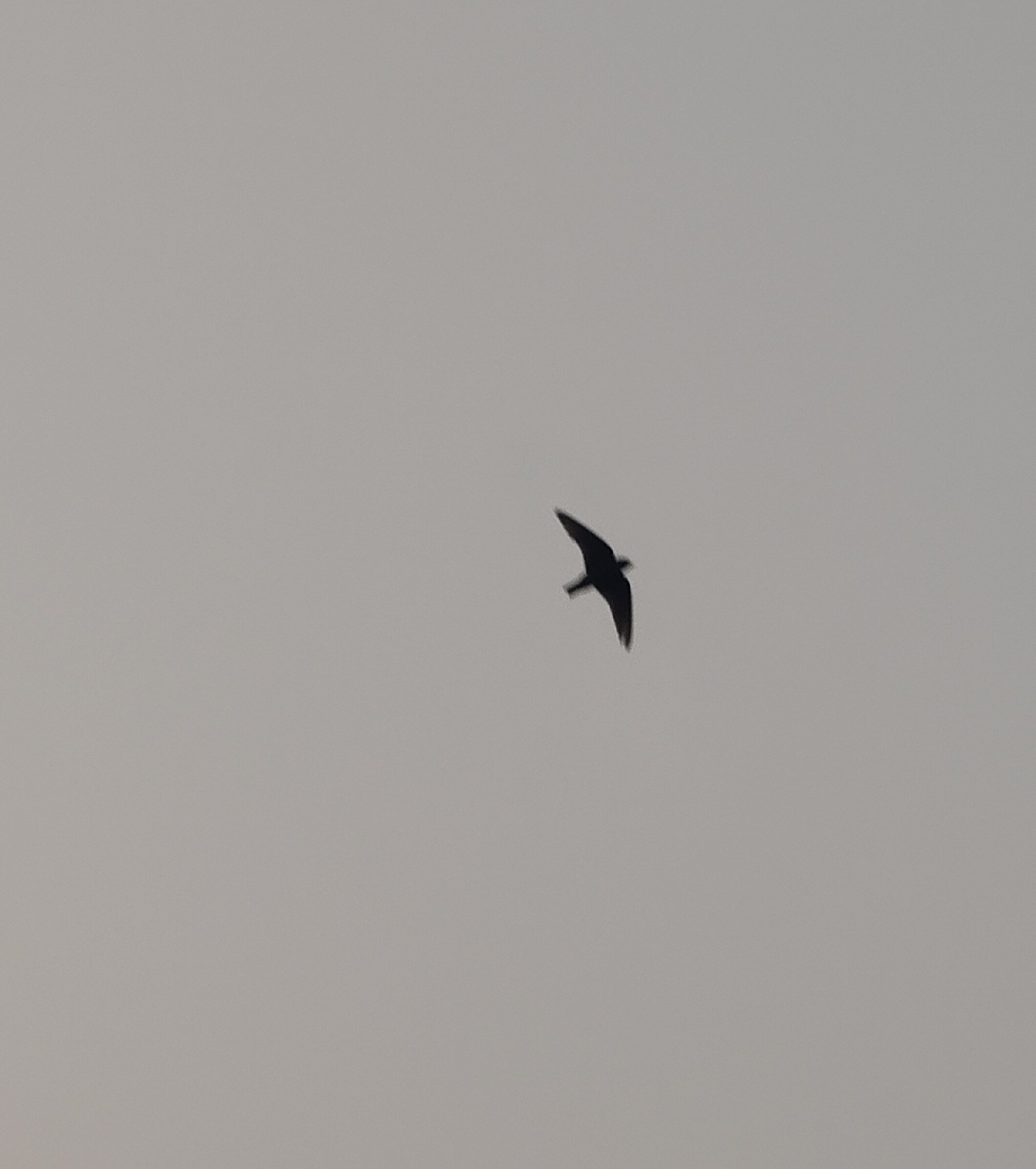 Dusky Crag Martin (Ptyonoprogne concolor), photo 6