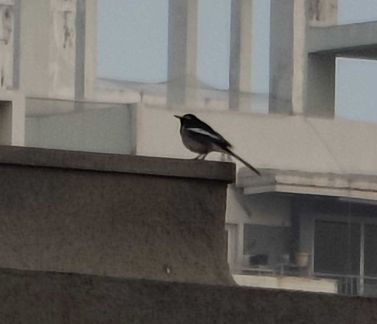 White-browed Wagtail (Motacilla maderaspatensis), photo 1