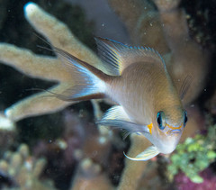 Pycnochromis amboinensis