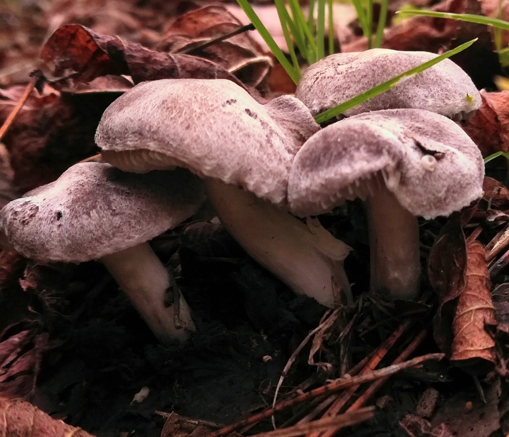 Tricholoma scalpturatum · January 2026 · photo: © gianni_del_bufalo (iNaturalist, cc-by)