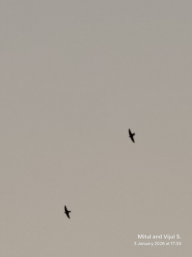 Dusky Crag Martin (Ptyonoprogne concolor), photo 3