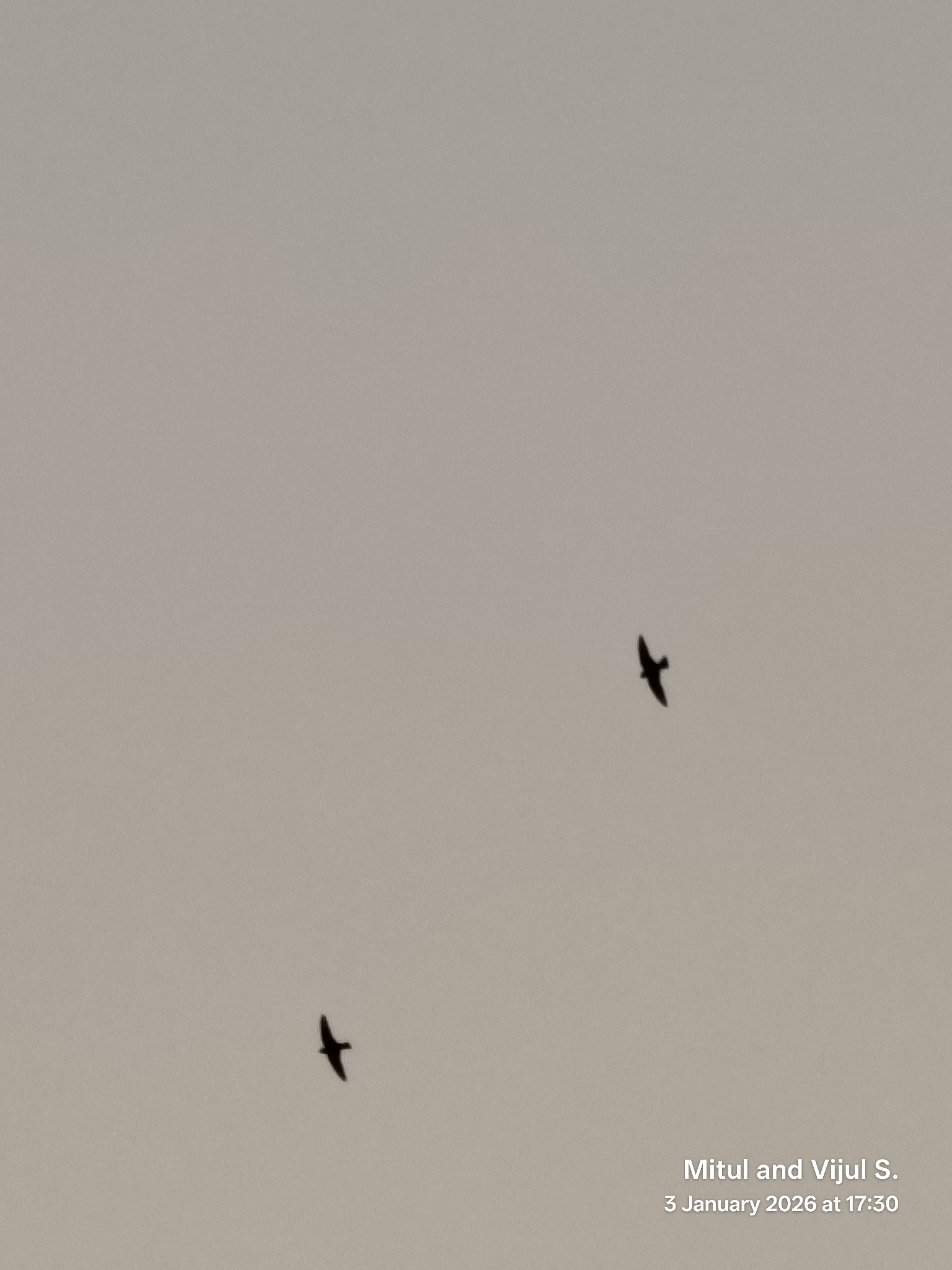 Dusky Crag Martin (Ptyonoprogne concolor), photo 3
