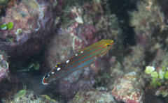 Koumansetta rainfordi