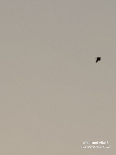 Dusky Crag Martin (Ptyonoprogne concolor), photo 4