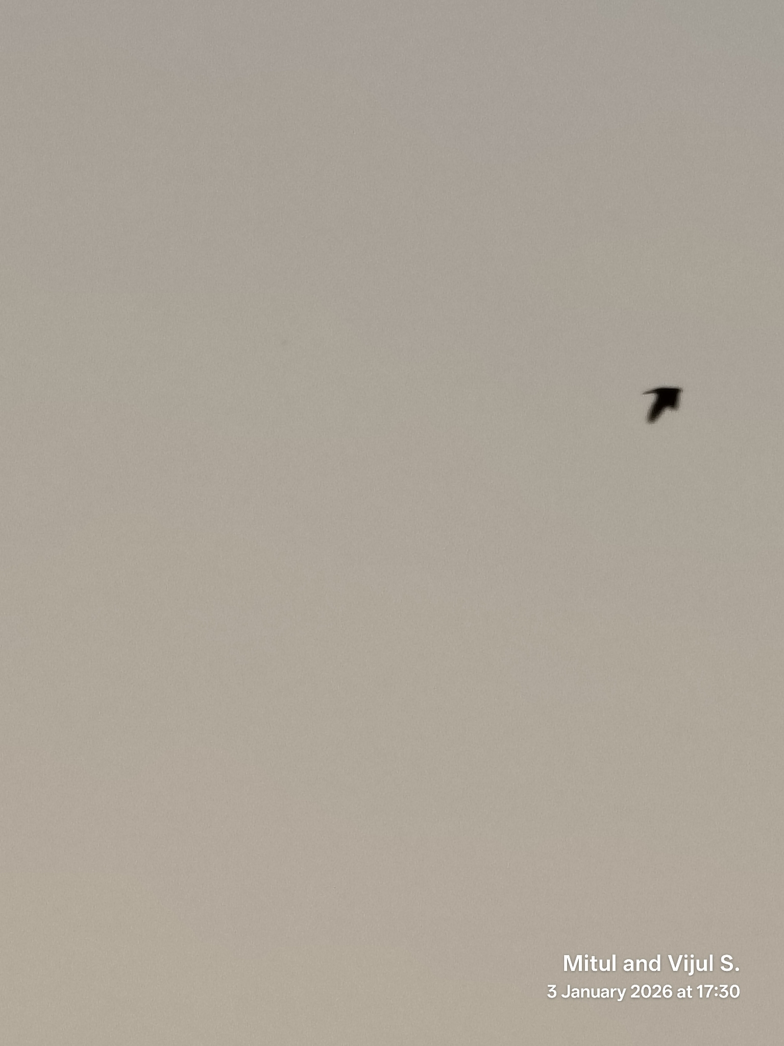 Dusky Crag Martin (Ptyonoprogne concolor), photo 4