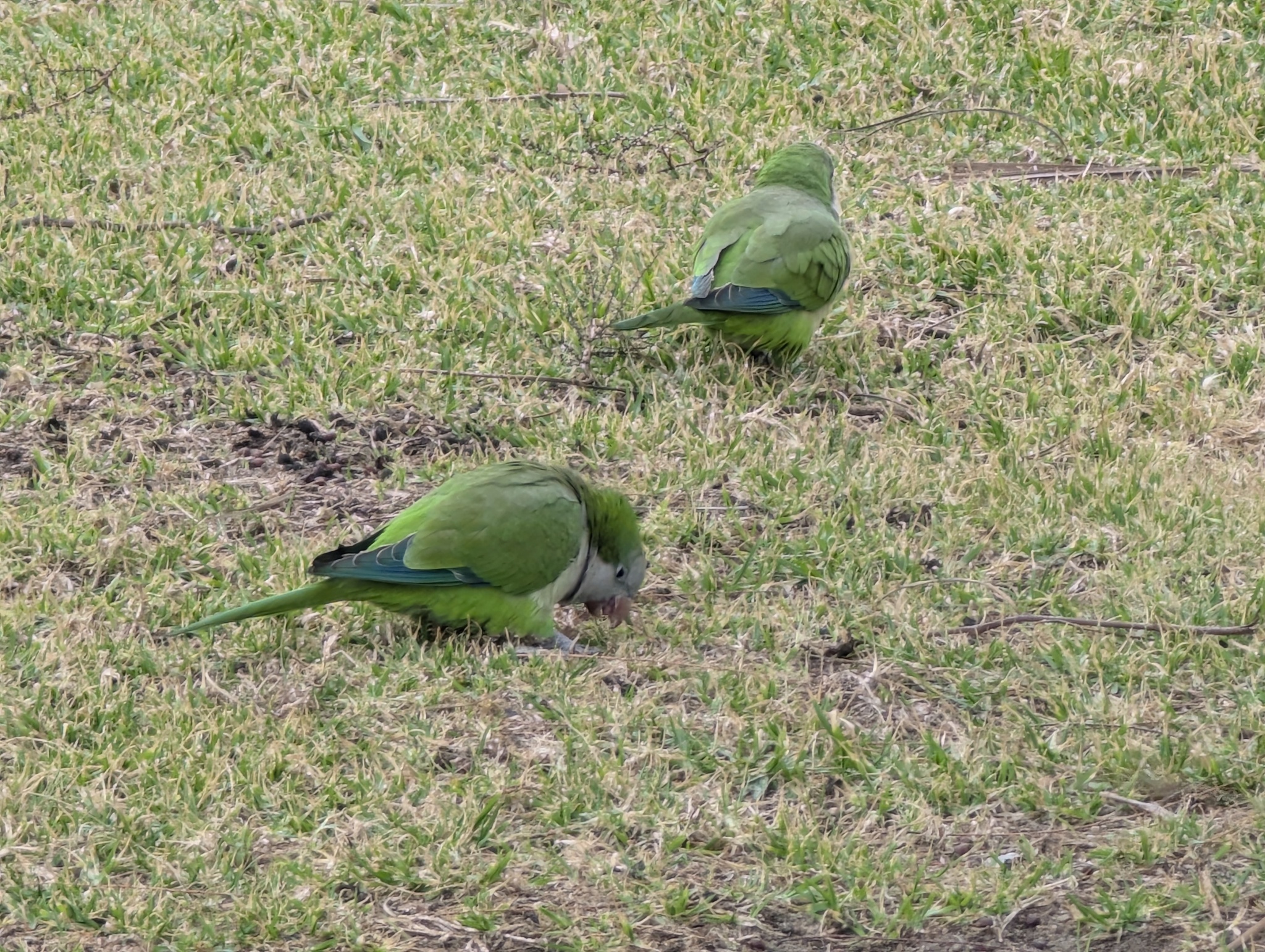 Monk Parakeet (Myiopsitta monachus), photo 3
