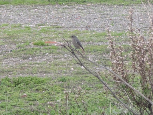 Black Redstart (Phoenicurus ochruros), photo 4