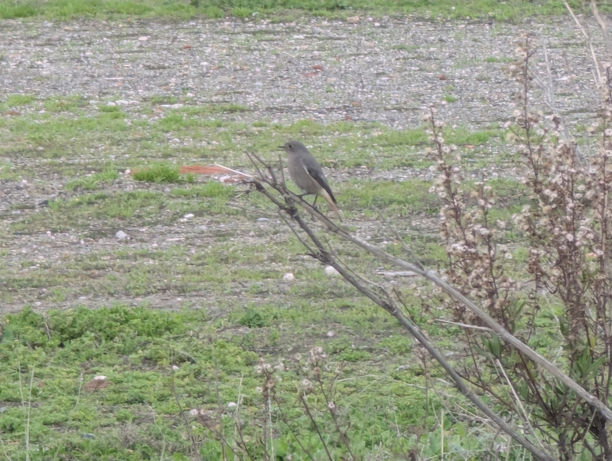 Black Redstart (Phoenicurus ochruros), photo 4