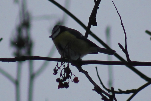 Eurasian Blue Tit (Cyanistes caeruleus), photo 7