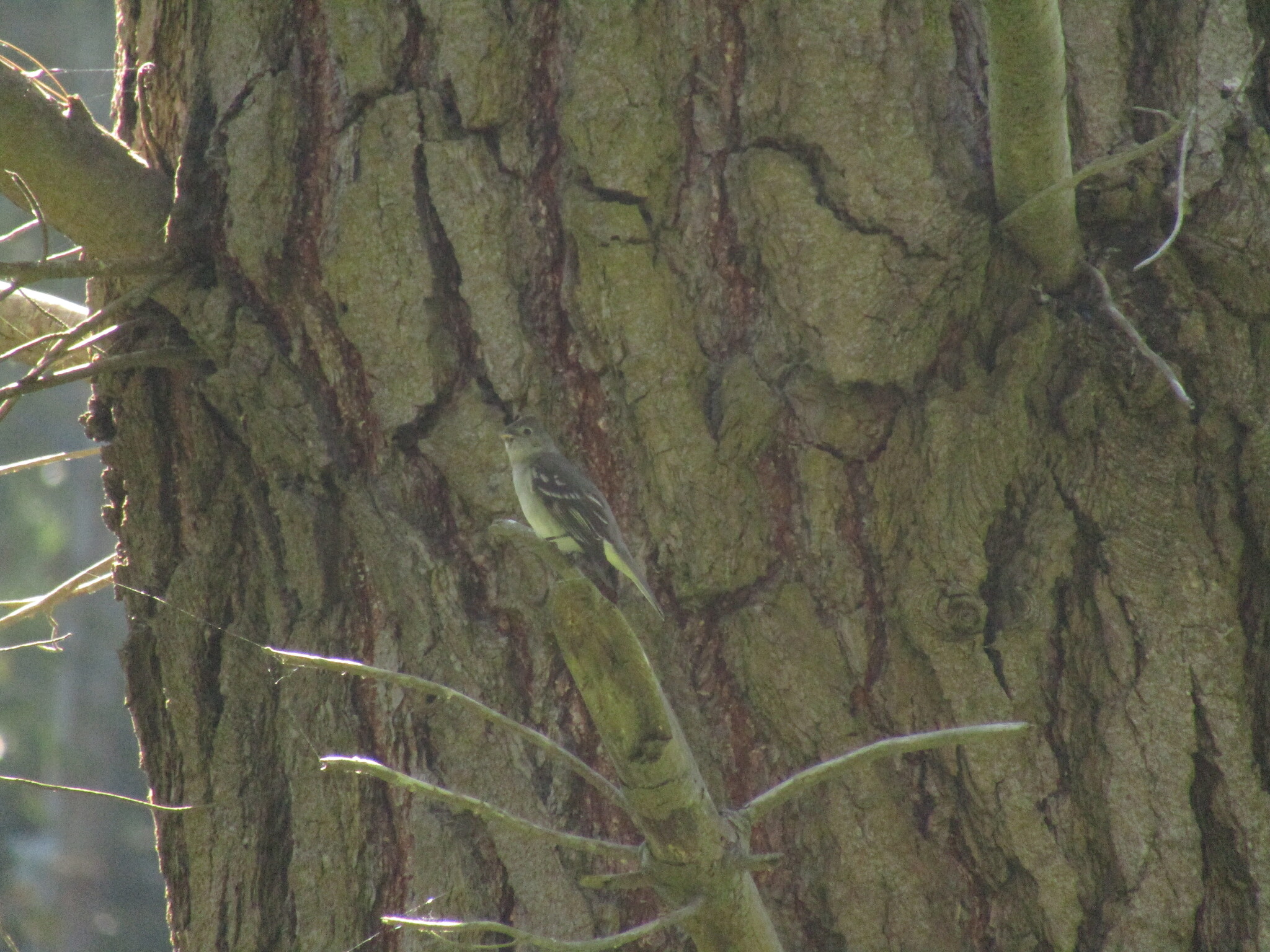 White-crested Elaenia (Elaenia albiceps), photo 2