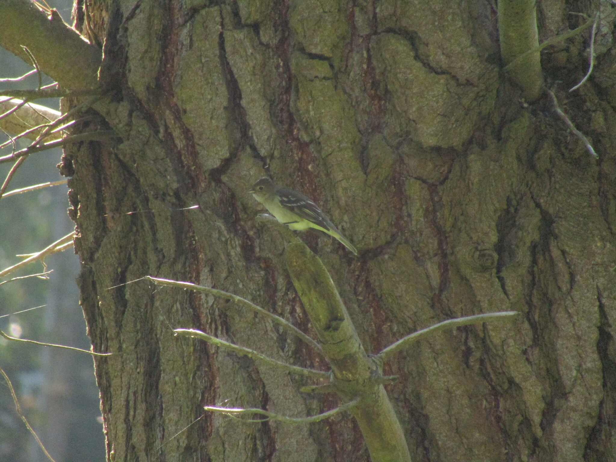 White-crested Elaenia (Elaenia albiceps), photo 1