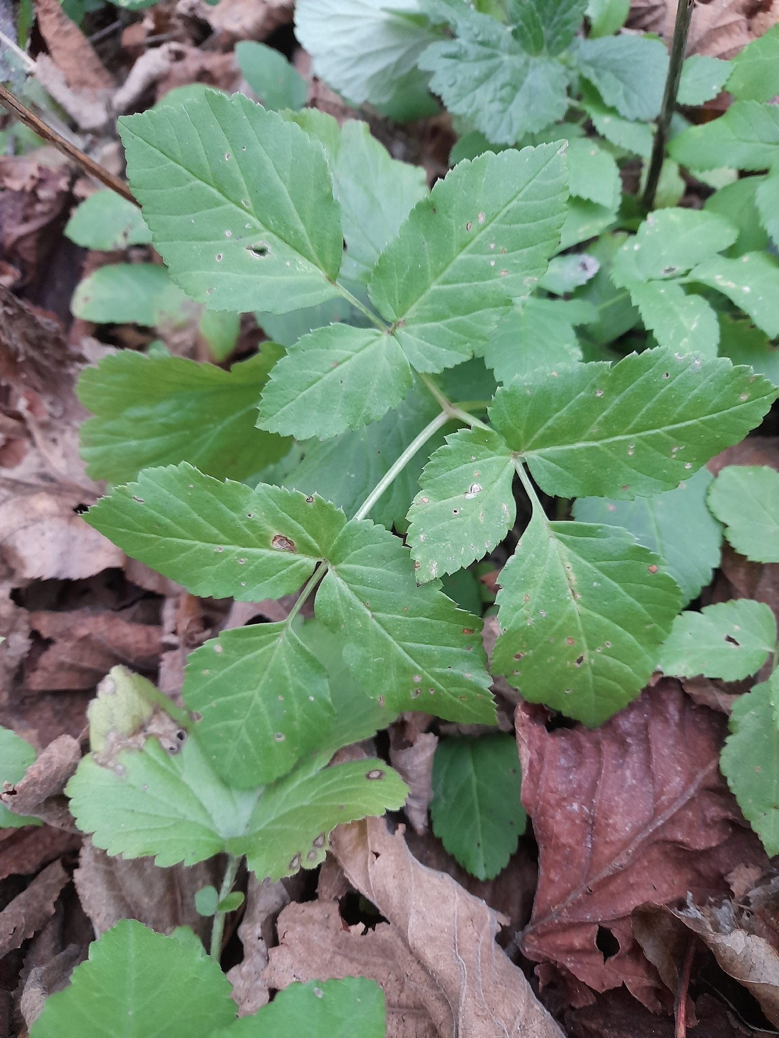 Ground elder