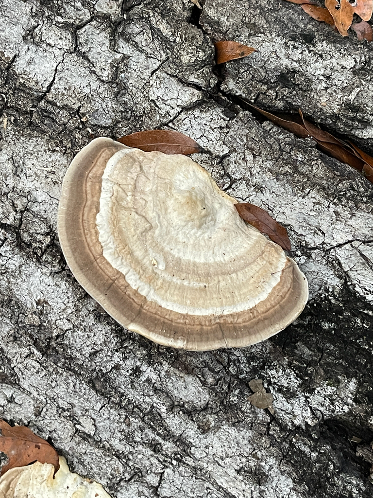 Trametes lactinea · January 2026 · photo: © ingolfaskevold (iNaturalist, cc-by-nc)