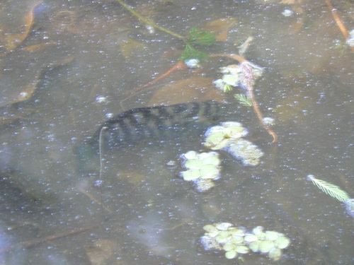 Chameleon cichlid (Australoheros facetus) — Cichlidae