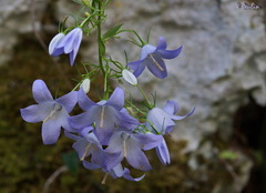 Campanula versicolor